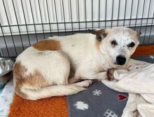 VIOLA, Hund, Mischlingshund in Rumänien - Bild 5
