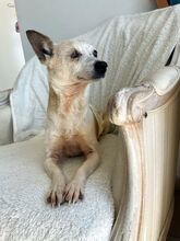 VIOLA, Hund, Mischlingshund in Bad Münstereifel - Bild 3