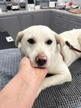 ALBUSHA, Hund, Labrador Retriever-Mix in Rumänien - Bild 1