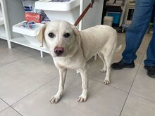 ALBUSHA, Hund, Labrador Retriever-Mix in Rumänien - Bild 3