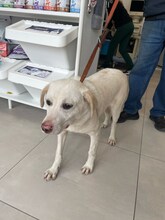ALBUSHA, Hund, Labrador Retriever-Mix in Rumänien - Bild 4