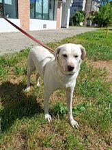 ALBUSHA, Hund, Labrador Retriever-Mix in Sehnde