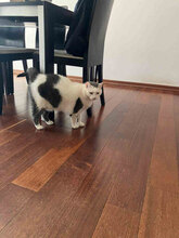 MINA, Katze, Europäisch Kurzhaar in Bulgarien - Bild 2