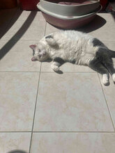 MINA, Katze, Europäisch Kurzhaar in Bulgarien - Bild 3