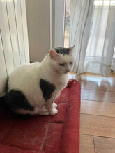 MINA, Katze, Europäisch Kurzhaar in Bulgarien - Bild 4