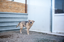 PEPPINO, Hund, Mischlingshund in Rumänien - Bild 3