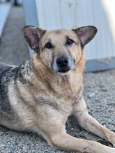 PEPPINO, Hund, Mischlingshund in Rumänien - Bild 5