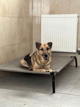 PEPPINO, Hund, Mischlingshund in Rumänien - Bild 6