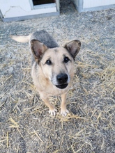 PEPPINO, Hund, Mischlingshund in Rumänien - Bild 7