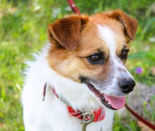 PELOPS, Hund, Mischlingshund in Griechenland