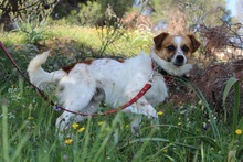 PELOPS, Hund, Mischlingshund in Griechenland - Bild 2