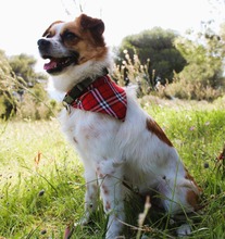 PELOPS, Hund, Mischlingshund in Griechenland - Bild 3