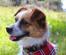 PELOPS, Hund, Mischlingshund in Griechenland - Bild 4