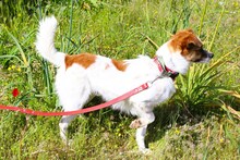 PELOPS, Hund, Mischlingshund in Griechenland - Bild 5