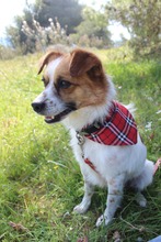PELOPS, Hund, Mischlingshund in Griechenland - Bild 6