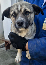 JOZEFINA, Hund, Mischlingshund in Ungarn - Bild 2