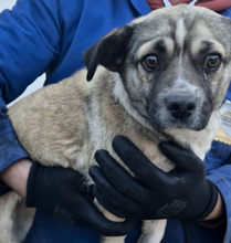 JOZEFINA, Hund, Mischlingshund in Ungarn - Bild 3