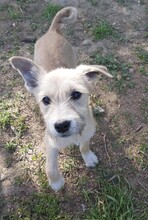 RONA, Hund, Mischlingshund in Rumänien