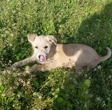 RONA, Hund, Mischlingshund in Rumänien - Bild 3