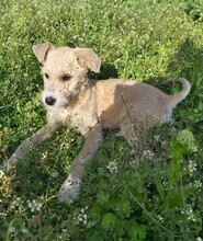 RONA, Hund, Mischlingshund in Rumänien - Bild 4