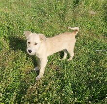 RONA, Hund, Mischlingshund in Rumänien - Bild 5