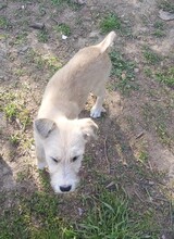 RONA, Hund, Mischlingshund in Rumänien - Bild 6