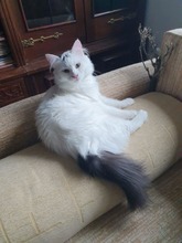 CICI, Katze, Europäisch Kurzhaar-Langhaarkatze-Mix in Rumänien - Bild 1
