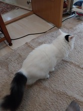 CICI, Katze, Europäisch Kurzhaar-Langhaarkatze-Mix in Rumänien - Bild 2