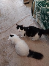 CICI, Katze, Europäisch Kurzhaar-Langhaarkatze-Mix in Rumänien - Bild 3