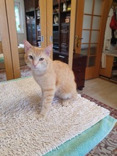 JOHNY, Katze, Europäisch Kurzhaar in Rumänien - Bild 1