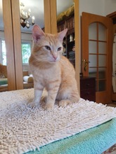 JOHNY, Katze, Europäisch Kurzhaar in Rumänien - Bild 2