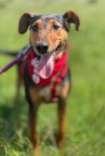 RITA, Hund, Mischlingshund in Nordmazedonien - Bild 2