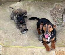 RITA, Hund, Mischlingshund in Nordmazedonien - Bild 3