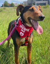 RITA, Hund, Mischlingshund in Nordmazedonien - Bild 4