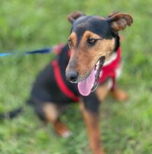 RITA, Hund, Mischlingshund in Nordmazedonien - Bild 5