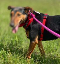 RITA, Hund, Mischlingshund in Nordmazedonien - Bild 6