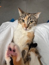 LOLA, Katze, Europäisch Kurzhaar in München - Bild 2