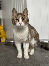 LOLA, Katze, Europäisch Kurzhaar in München - Bild 3