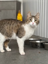 LOLA, Katze, Europäisch Kurzhaar in München - Bild 4