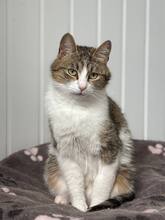 LOLA, Katze, Europäisch Kurzhaar in München - Bild 5