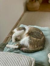 LOLA, Katze, Europäisch Kurzhaar in München - Bild 9