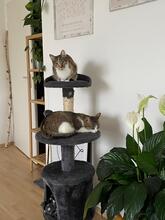 NANUK, Katze, Europäisch Kurzhaar in München - Bild 2