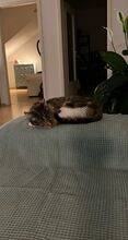 NANUK, Katze, Europäisch Kurzhaar in München - Bild 5