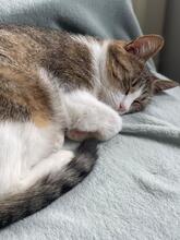 NANUK, Katze, Europäisch Kurzhaar in München - Bild 6