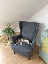 NANUK, Katze, Europäisch Kurzhaar in München - Bild 7
