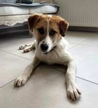 GAIA, Hund, Mischlingshund in Rumänien - Bild 1
