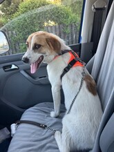 GAIA, Hund, Mischlingshund in Rumänien - Bild 3