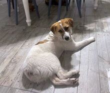 GAIA, Hund, Mischlingshund in Rumänien - Bild 4