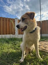 GAIA, Hund, Mischlingshund in Rumänien - Bild 5