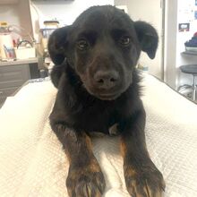 OTTO, Hund, Mischlingshund in Rumänien - Bild 1